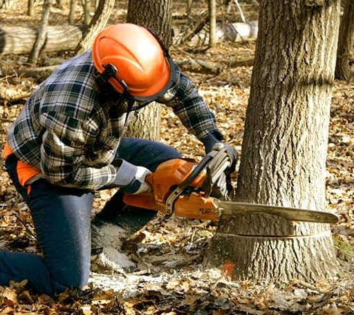 Tree Removal in Boley, OK